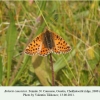 boloria caucasica ossetia female 1